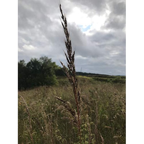 Hale Habitat & Seed, Native Grass Refuge, Wildlife Seed Mix, 1/4 A...