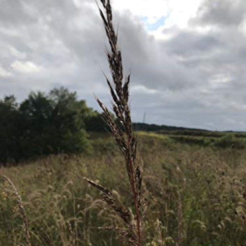 Hale Habitat & Seed, Native Grass Refuge, Wildlife Seed Mix, 1/4 A...