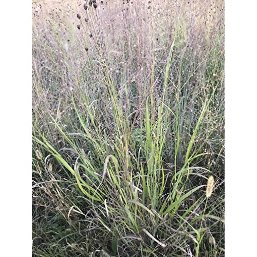 Hale Habitat & Seed, Native Grass Refuge, Wildlife Seed Mix, 1/4 A...
