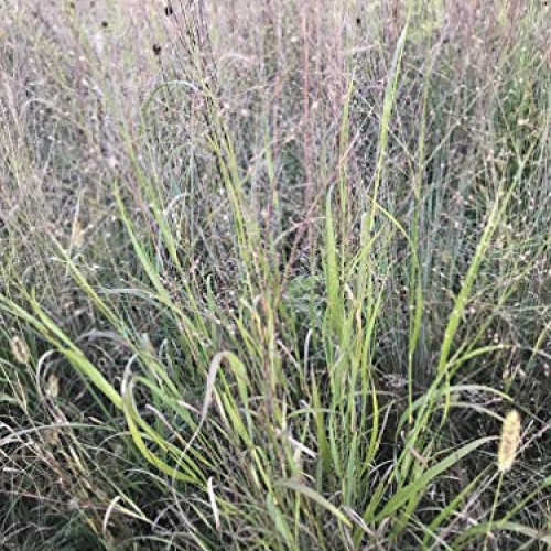 Hale Habitat & Seed, Native Grass Refuge, Wildlife Seed Mix, 1/4 A...