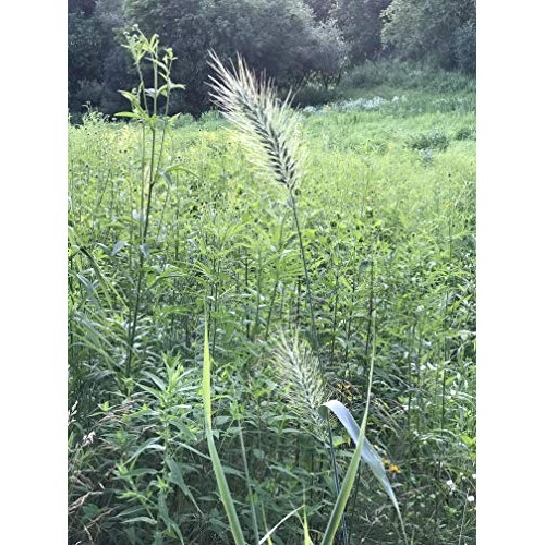Hale Habitat & Seed, Native Grass Refuge, Wildlife Seed Mix, 1/4 A...