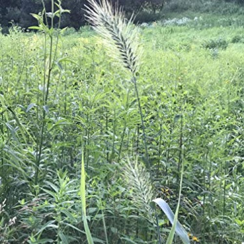 Hale Habitat & Seed, Native Grass Refuge, Wildlife Seed Mix, 1/4 A...