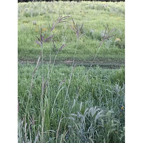 Hale Habitat & Seed, Native Grass Refuge, Wildlife Seed Mix, 1/4 A...