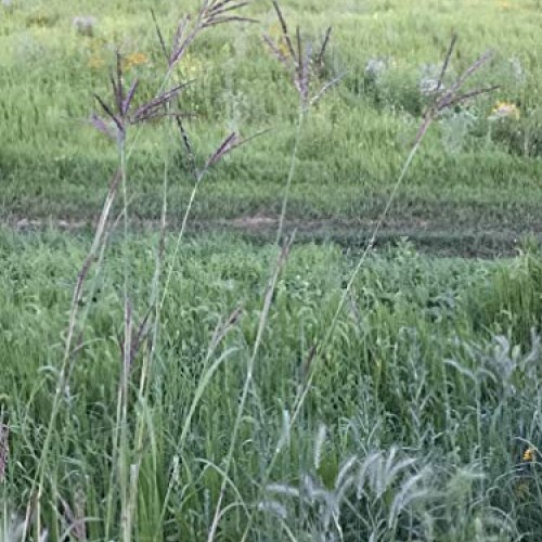 Hale Habitat & Seed, Native Grass Refuge, Wildlife Seed Mix, 1/4 A...