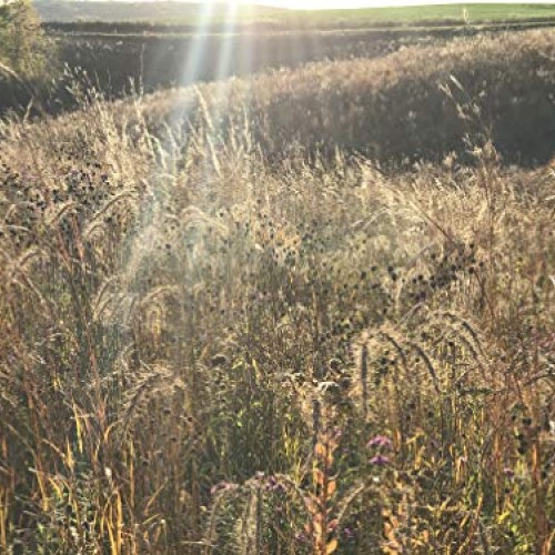 Hale Habitat & Seed, Native Grass Refuge, Wildlife Seed Mix, 1/4 A...