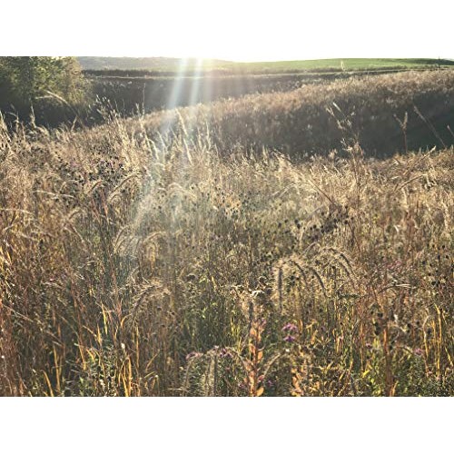 Hale Habitat & Seed, Native Grass Refuge, Wildlife Seed Mix, 1/4 A...