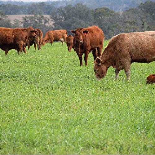 Hancock’s Cattle Pasture Grass Seed Mix- Warm Climate