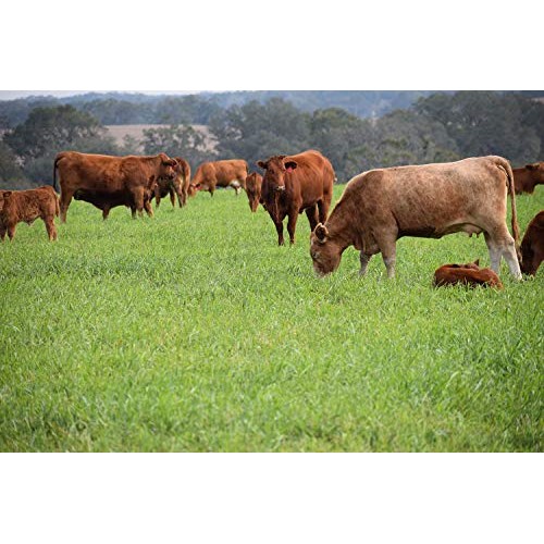 Hancock’s Cattle Pasture Grass Seed Mix- Warm Climate