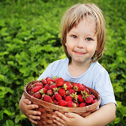 Evie Everbearing 10 Live Strawberry Plants, Non GMO,