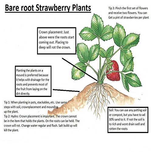 Evie Everbearing 10 Live Strawberry Plants, Non GMO,
