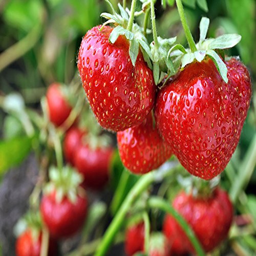 San Andreas Everbearing 10 Live Strawberry Plants, Non GMO,