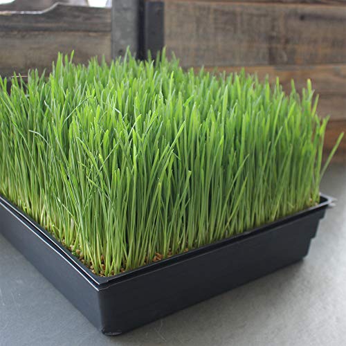 100-Pack 1020 Garden Growing Trays with Drain Holes - 10 x 20 Pl...