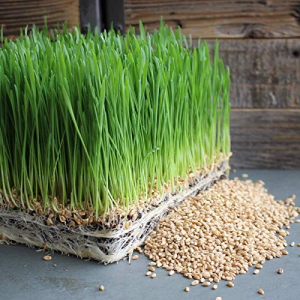 Handy Pantry Organic Wheatgrass Seeds | For Wheat Grass, Cat Grass...