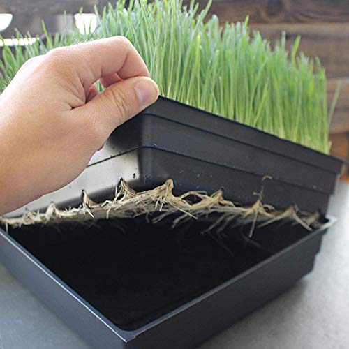 Handy Pantry Wheatgrass Growing Kit - Hydroponic - Certified Organ...