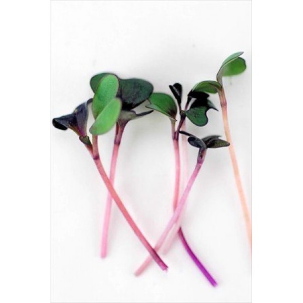 Hydroponic Microgreens Growing Kit - Grow Micro Greens & Baby Sala...