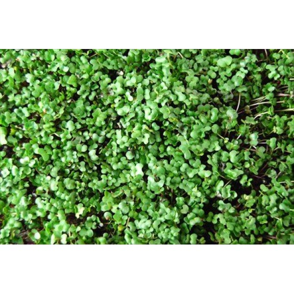 Hydroponic Microgreens Growing Kit - Grow Micro Greens & Baby Sala...