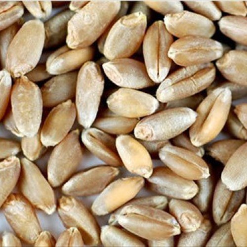 Organic Hard Red Wheat Seed: 8 Oz - Handy Pantry Brand - Grow Whea...