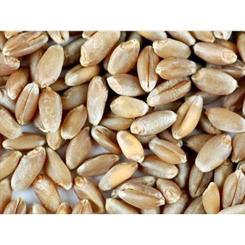 Organic Hard Red Wheat Seed: 8 Oz - Handy Pantry Brand - Grow Whea...