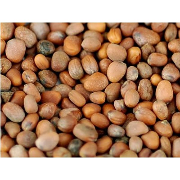 Organic Radish Sprouting Seeds: 2.5 Lb - Non-GMO Radish Seed for S...