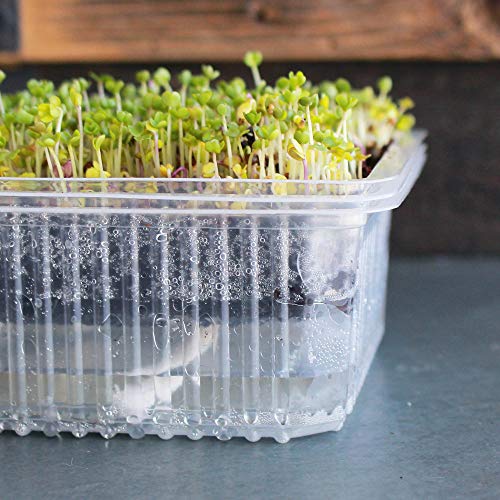 Re-usable Self-Watering Microgreens Growing Tray - 10 Trays - 7 x...