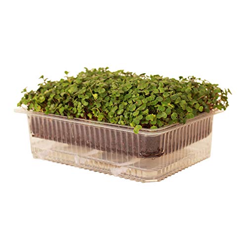 Re-usable Self-Watering Microgreens Growing Tray - 10 Trays - 7 x...