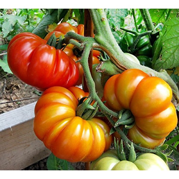 30+ Costoluto Genovese Pomodoro Tomato Seeds, Heirloom Non-GMO, Lo...
