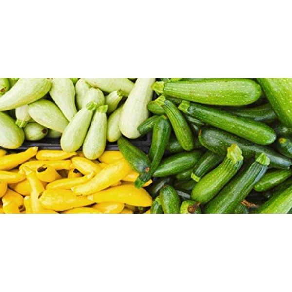 50+ Zucchini and Squash Mix Seeds ORGANICALLY Grown 12 Varieties N...