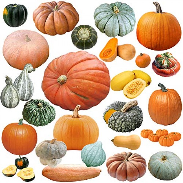 Mixed!!! 50+ Pumpkin and Winter Squash Mix Seeds Non-GMO 25 Variet...