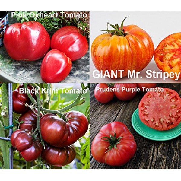 Mixed Seeds! 30 Giant Tomato Seeds, Mix of 19 Varieties, Heirloom ...