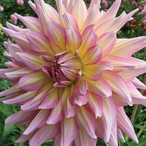 Dahlia Dinner Plate Strawberry Ice 1 Bare Root