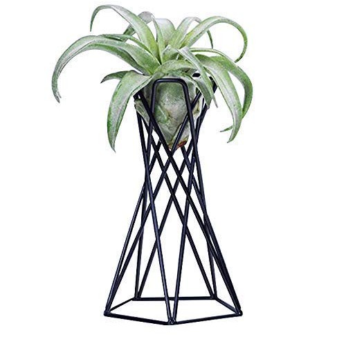hebaotong Metal Air Plant Holders, Tabletop Big Streptophylla Air ...