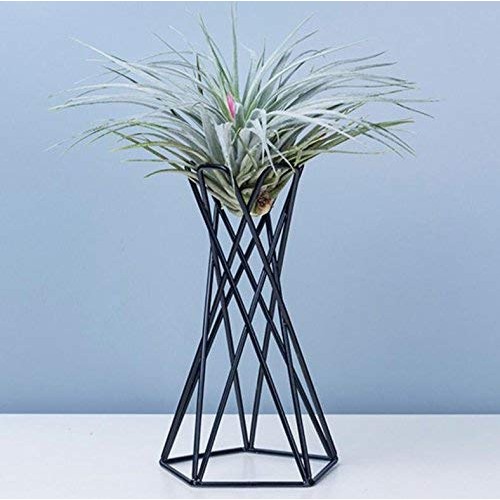 hebaotong Metal Air Plant Holders, Tabletop Big Streptophylla Air ...