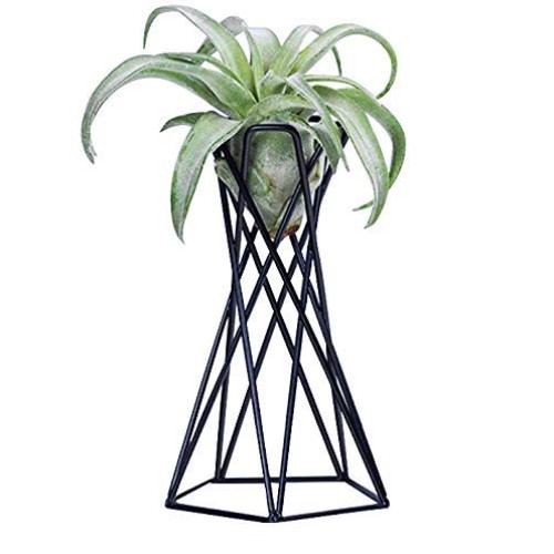 hebaotong Metal Air Plant Holders, Tabletop Big Streptophylla Air ...