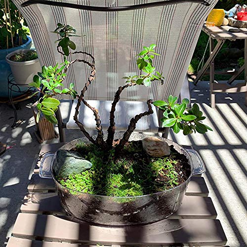 Hedume 9 Roll Wire Kit, 3 Size Bonsai Tree Wire Anodized Aluminum ...