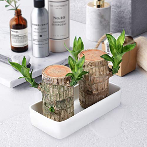 HEITIGN 5cm Mini Brazil Lucky Potted Plant, Badan Wood Hydroponic ...