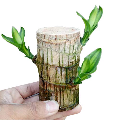 HEITIGN 5cm Mini Brazil Lucky Potted Plant, Badan Wood Hydroponic ...
