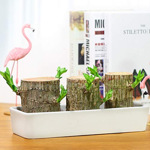 HEITIGN 5cm Mini Brazil Lucky Potted Plant, Badan Wood Hydroponic ...
