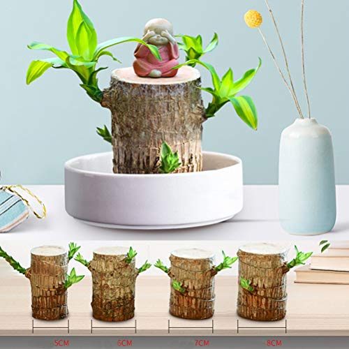 HEITIGN 5cm Mini Brazil Lucky Potted Plant, Badan Wood Hydroponic ...