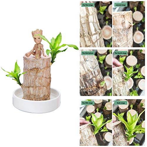HEITIGN 5cm Mini Brazil Lucky Potted Plant, Badan Wood Hydroponic ...