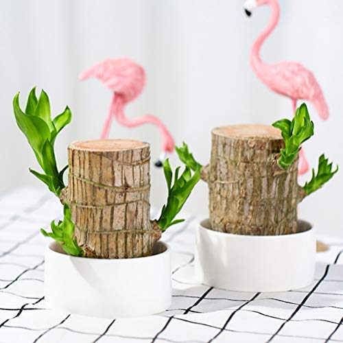 HEITIGN 5cm Mini Brazil Lucky Potted Plant, Badan Wood Hydroponic ...