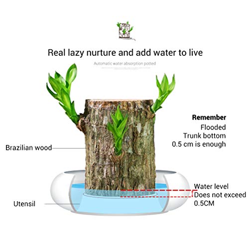 HEITIGN 5cm Mini Brazil Lucky Potted Plant, Badan Wood Hydroponic ...