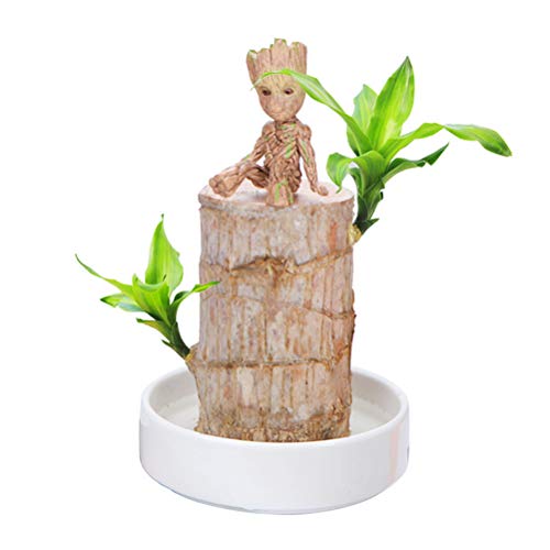 HEITIGN 5cm Mini Brazil Lucky Potted Plant, Badan Wood Hydroponic ...