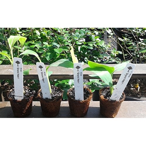 Banana PlantsGrand Nain Includes Four 4 Plants