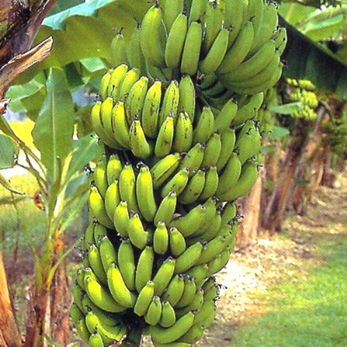Banana PlantsGrand Nain Includes Four 4 Plants