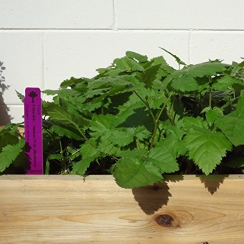 BlackBerry Plants Prime-Ark Freedom Price Includes Four 4 Plants