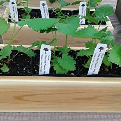 BlackBerry Plants Prime-Ark Freedom Price Includes Four 4 Plants