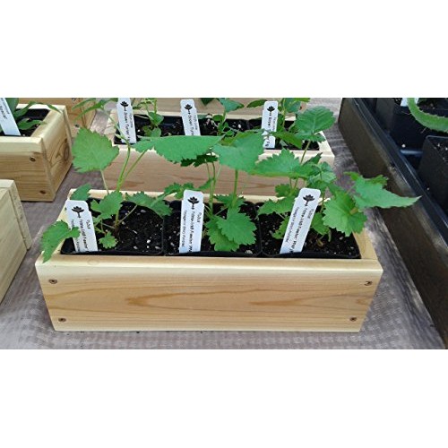 BlackBerry Plants Prime-Ark Freedom Price Includes Four 4 Plants