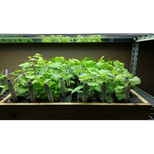 BlackBerry Plants Prime-Ark Freedom Price Includes Four 4 Plants