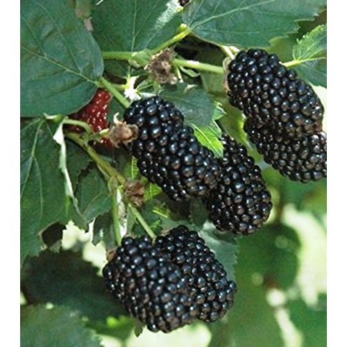 BlackBerry Plants Prime-Ark Freedom Price Includes Four 4 Plants