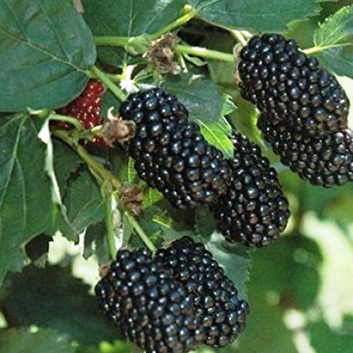 BlackBerry Plants Prime-Ark Freedom Price Includes Four 4 Plants